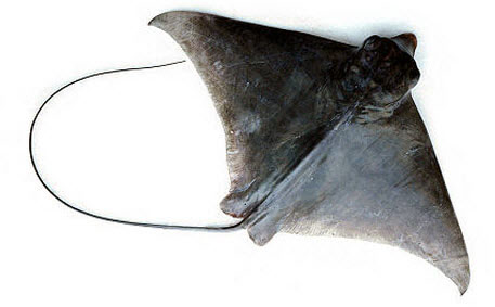 Pteromylaeus bobinus_07